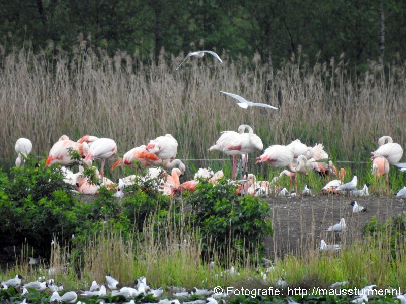 2017-05-20 (462) Flamingo's en kolonies meeuwen .jpg